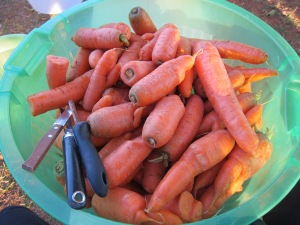 Bucket of unpeeled carrots