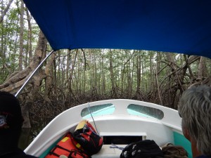 On our way to Osa, through the mangrove swamp
